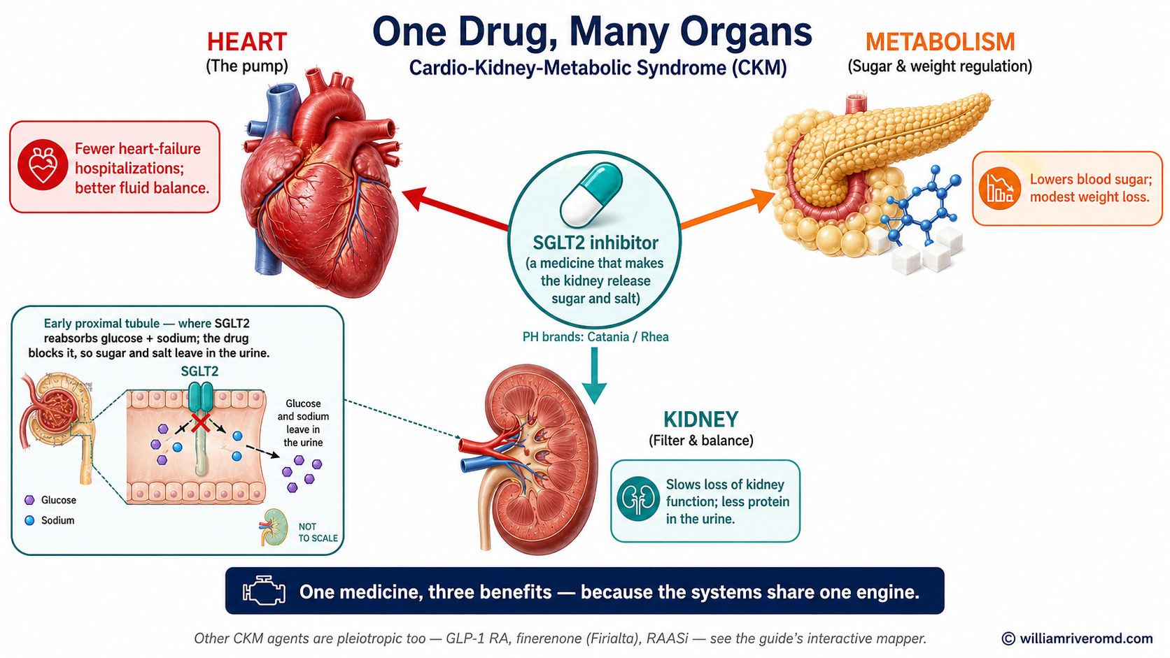 Visual aid showing the multiple simultaneous protective effects of SGLT2 inhibitors across the heart, kidney, and metabolism — the cardiorenal-metabolic cornerstone