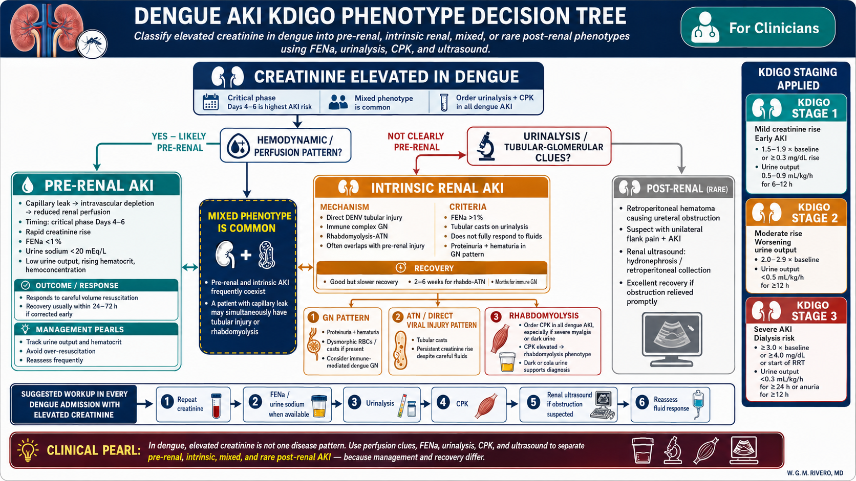 Dengue AKI KDIGO phenotype decision tree — creatinine elevation pathway: FENa (pre-renal vs. intrinsic), urinalysis (GN vs. ATN), CPK (rhabdo vs. direct viral), post-renal exclusion; KDIGO Stage 1/2/3 thresholds · williamriveromd.com