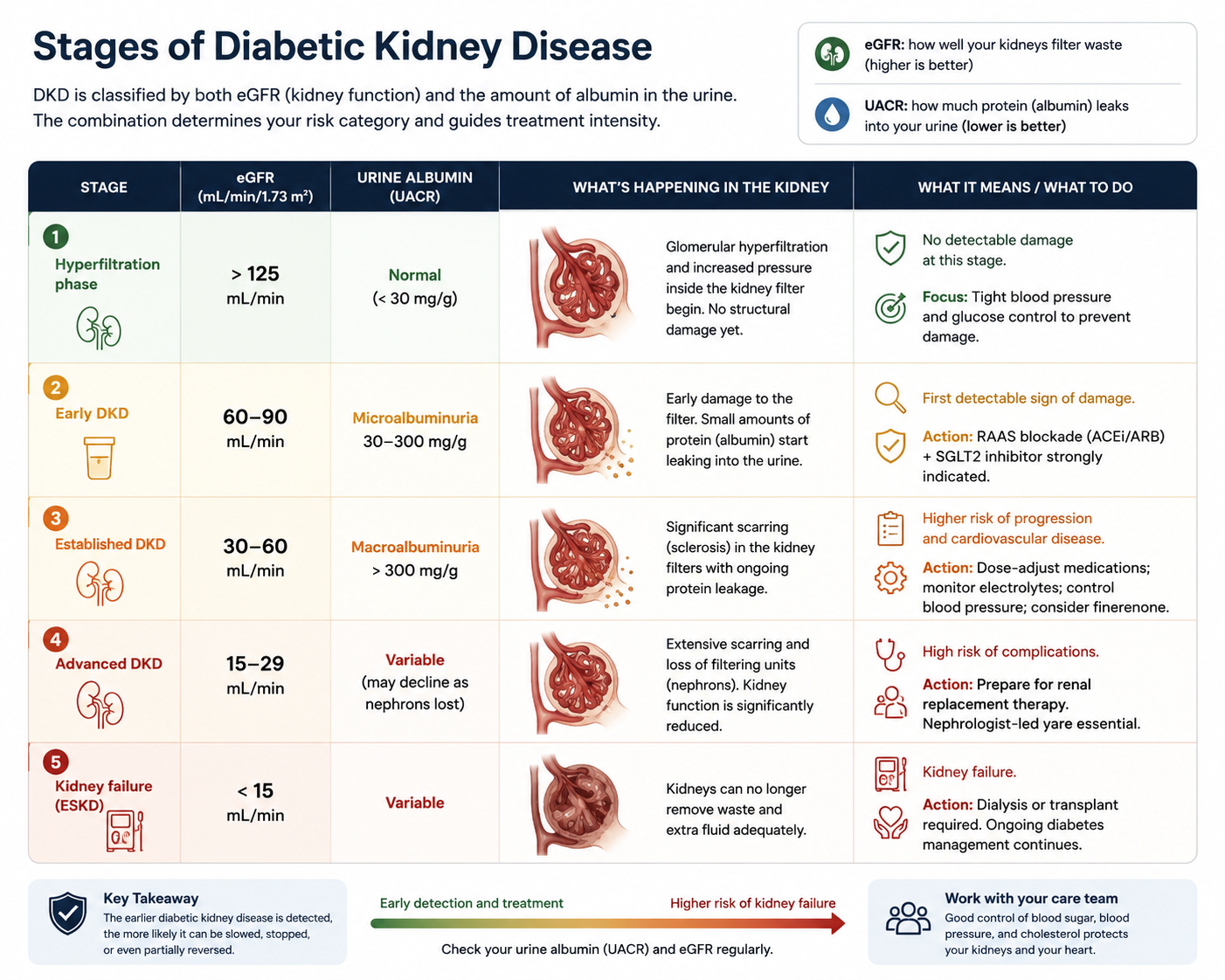 Infographic: How High Blood Sugar Damages the Kidney — 6-step process from glucose overload through oxidative stress, glomerular filter damage, albuminuria, to scarring and kidney failure, with key pathway comparison
