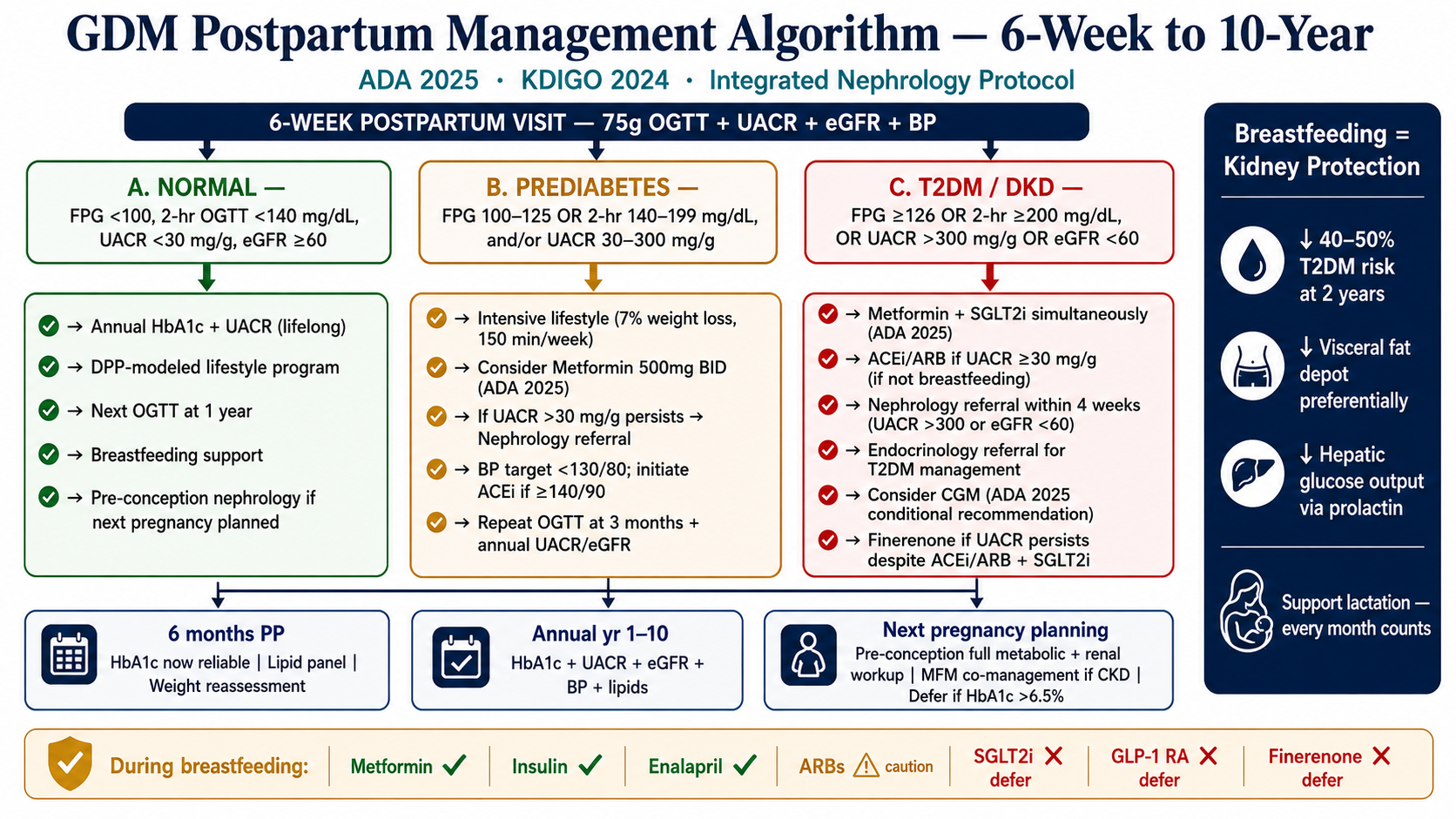 GDM Postpartum Management Algorithm 6-Week to 10-Year. ADA 2025 KDIGO 2024 Integrated Nephrology Protocol. Three columns from 6-week postpartum 75g OGTT plus UACR plus eGFR plus BP: Column A Normal — FPG below 100 OGTT below 140 UACR below 30 eGFR 60 or more — annual HbA1c UACR lifelong DPP lifestyle breastfeeding support. Column B Prediabetes — FPG 100–125 or OGTT 140–199 — intensive lifestyle Metformin 500mg BID consider ACEi if UACR above 30. Column C T2DM/DKD — FPG 126+ or OGTT 200+ — Metformin plus SGLT2i simultaneously nephrology referral 4 weeks if UACR above 300 or eGFR below 60 finerenone if persists. Bottom milestones: 6 months HbA1c lipids; annual years 1–10; next pregnancy pre-conception workup. Right sidebar breastfeeding equals kidney protection: 40–50% T2DM risk reduction visceral fat reduction hepatic glucose output via prolactin. Medication safety strip: Metformin and insulin compatible; enalapril compatible; ARBs caution; SGLT2i GLP-1 RA finerenone defer during breastfeeding.