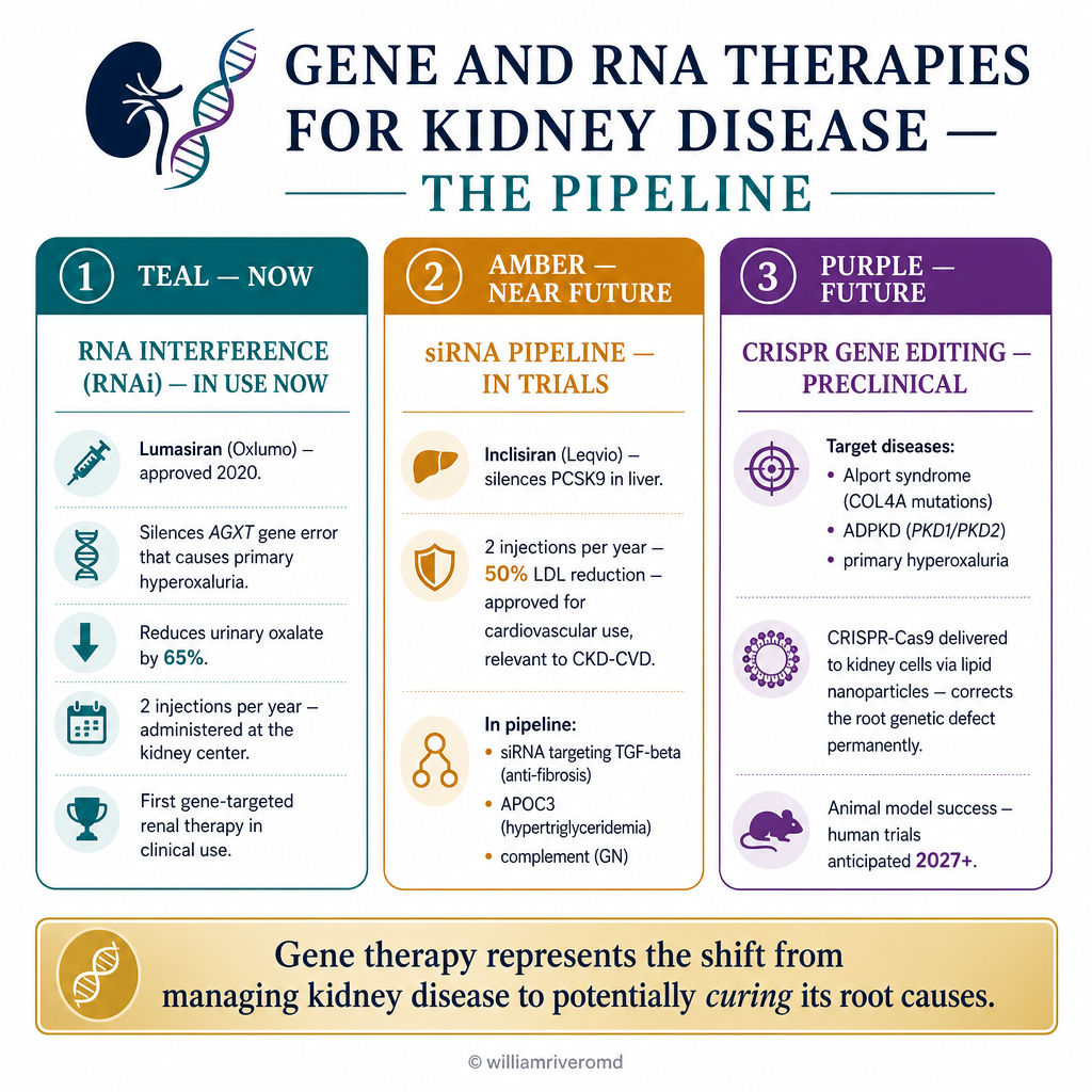 Gut-kidney axis in CKD — harmful pathway: gut bacteria produce uremic toxins indoxyl sulfate, p-cresyl sulfate, TMAO which absorb into blood and damage kidney tubules; green intervention pathway: Renadyl probiotic, psyllium husk 5g, high dietary fiber, limit red meat reduce uremic toxin levels 20-35%; Philippines note: Renadyl available from Goodfellow Pharma