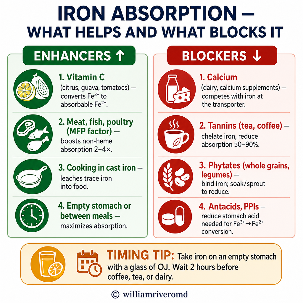 Iron absorption enhancers vs blockers: Vitamin C, MFP factor, cast iron cooking boost absorption; calcium, tannins in tea/coffee, phytates, antacids reduce it
