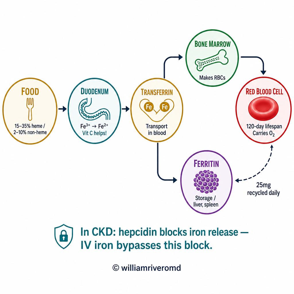 Iron cycle infographic: food → duodenum → transferrin → bone marrow → red blood cells, with recycling loop and hepcidin note for CKD