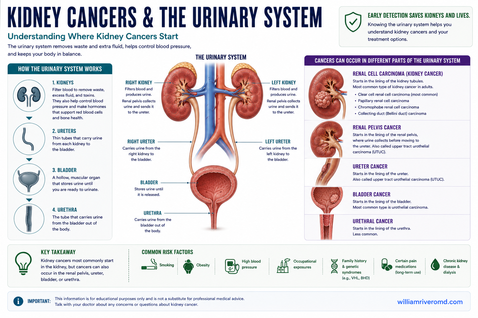 The urinary system from kidneys to bladder and urethra, mapping where renal, upper-tract urothelial, bladder, and prostate cancers arise