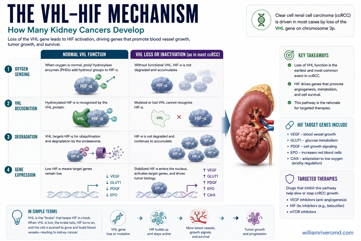 Mechanism of clear-cell renal cell carcinoma: loss of VHL leads to HIF accumulation and VEGF-driven tumor angiogenesis, targeted by anti-angiogenic therapy