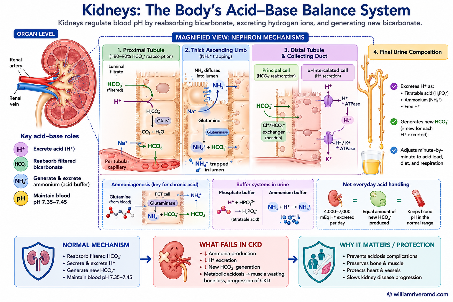 Renal acid-base handling — proximal bicarbonate reclamation (NHE3, H+-ATPase, carbonic anhydrase), generation of new bicarbonate through glutamine ammoniagenesis (NH4+ excreted, new HCO3- to blood), and acid excretion as ammonium and titratable acid buffered by phosphate.