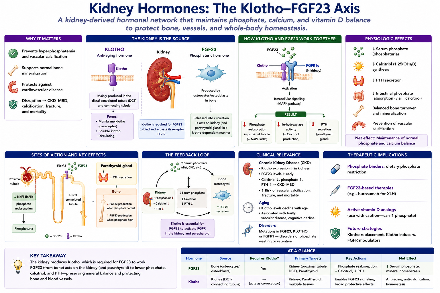 Klotho–FGF23 axis — kidney tubular cells produce membrane-bound and soluble Klotho, the co-receptor for bone-derived FGF23; FGF23–Klotho signaling drives phosphate excretion and lowers calcitriol, while soluble Klotho gives anti-fibrotic, anti-inflammatory, and anti-calcification vascular protection.