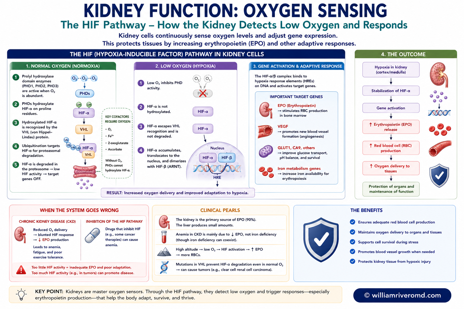 Oxygen sensing — the PHD-HIF switch in a peritubular interstitial cell: in normoxia prolyl hydroxylase (PHD) tags HIF-alpha for VHL-mediated degradation; in hypoxia PHD is inhibited, HIF-alpha is stabilized and enters the nucleus to transcribe adaptive genes including erythropoietin.