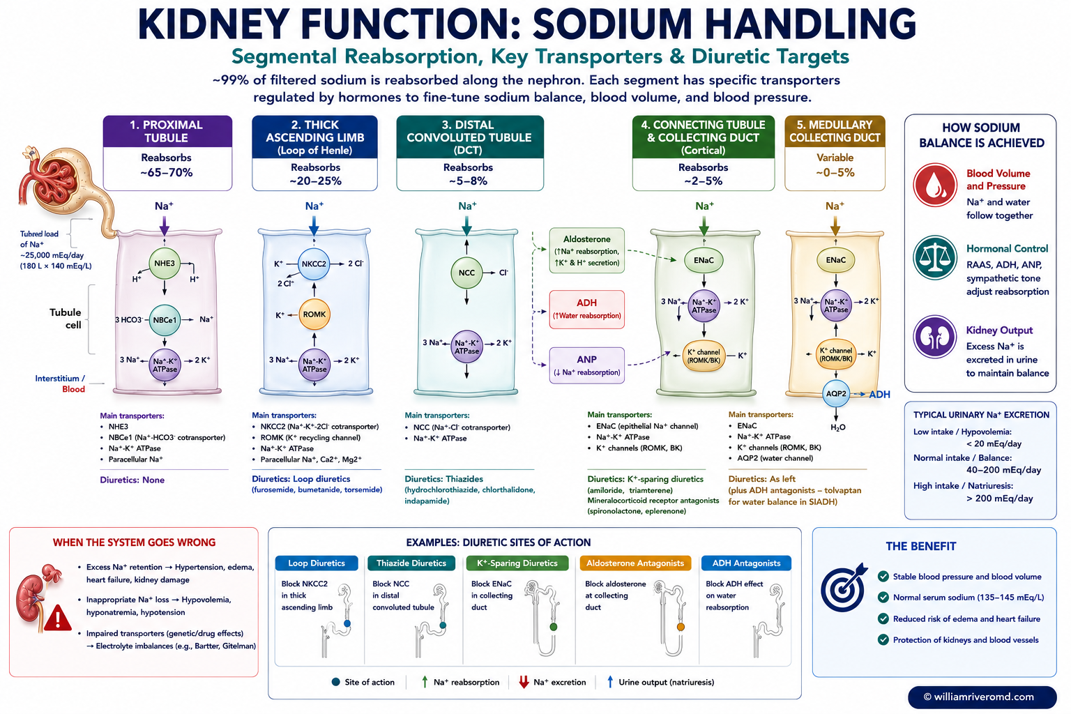 Sodium handling along the nephron — proximal tubule NHE3 and SGLT2, thick ascending limb NKCC2, distal convoluted tubule NCC, and collecting-duct ENaC (aldosterone-driven), with the sites where loop diuretics (NKCC2), thiazides (NCC), and potassium-sparing diuretics (ENaC) act.