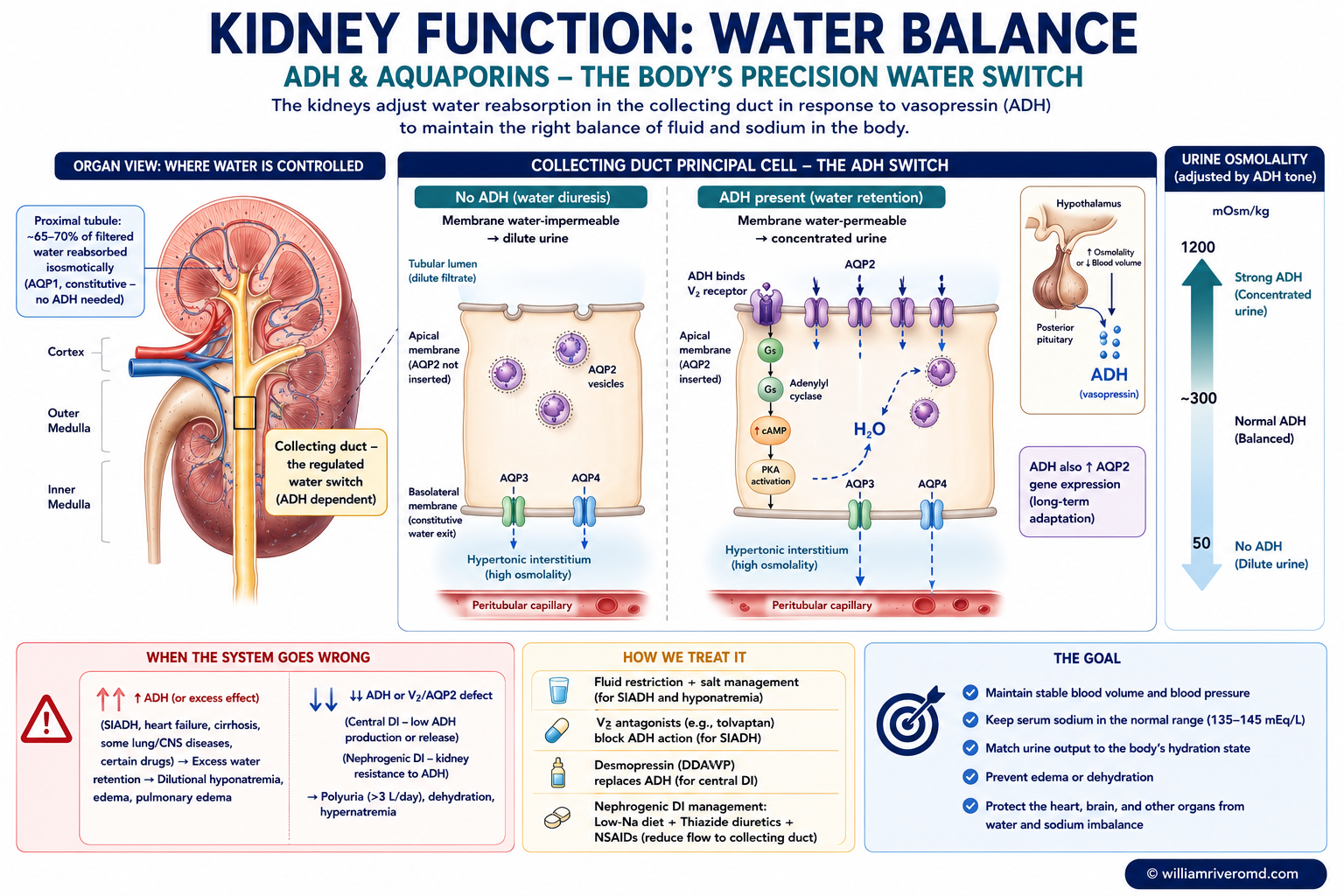 Water balance — a collecting-duct principal cell where vasopressin (ADH) binds the V2 receptor and inserts aquaporin-2 (AQP2) channels into the apical membrane, so water is reabsorbed through AQP3/AQP4 into the hypertonic interstitium; the proximal tubule reabsorbs about 65-70% of water upstream.