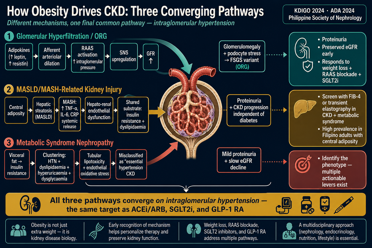 How Obesity Drives CKD: Three Converging Pathways diagram. Pathway 1 Glomerular Hyperfiltration/ORG: adipokines to afferent arteriolar dilation to RAAS activation to SNS upregulation to raised GFR to glomerulomegaly plus podocyte stress to FSGS variant ORG — responds to weight loss, RAAS blockade, SGLT2i. Pathway 2 MASLD/MASH-related kidney injury: central adiposity to hepatic steatosis to MASH TNF-a IL-6 CRP to hepato-renal endothelial dysfunction to shared substrate insulin resistance dyslipidaemia — screen with FIB-4. Pathway 3 Metabolic syndrome nephropathy: visceral fat to insulin resistance to clustering HTN dyslipidaemia hyperuricaemia dysglycaemia to tubular lipotoxicity to mild proteinuria slow eGFR decline. Bottom bar: all three pathways converge on intraglomerular hypertension — the same target as ACEi/ARB, SGLT2i, and GLP-1 RA.
