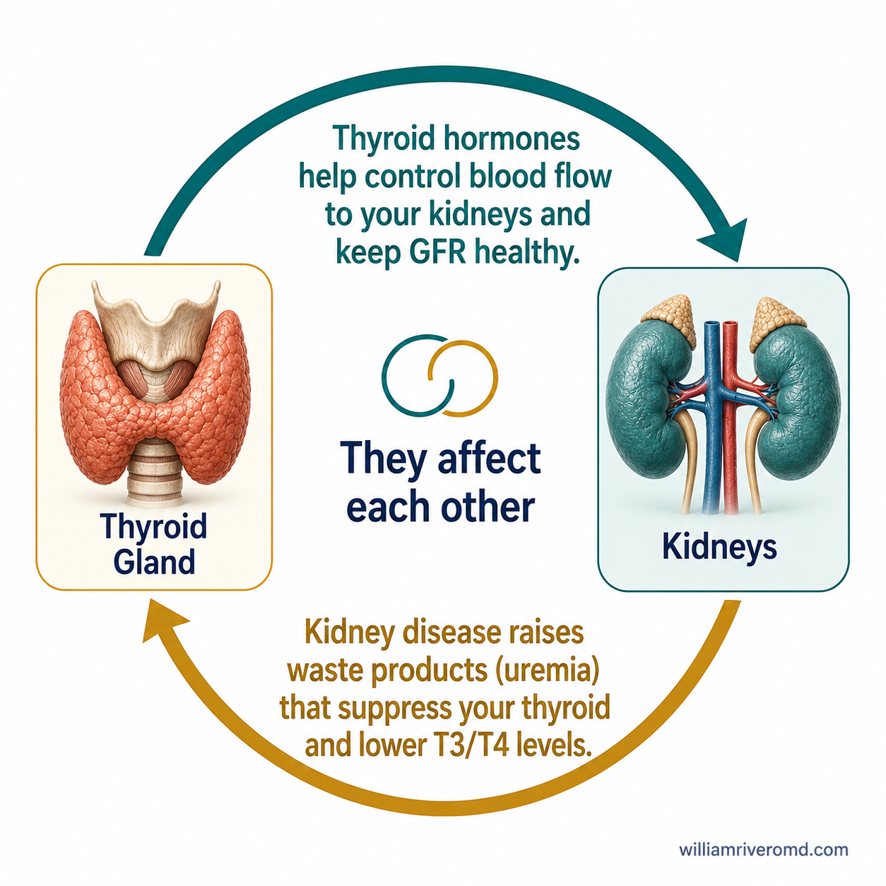 Circular diagram showing how thyroid hormones regulate kidney function and how CKD suppresses the thyroid