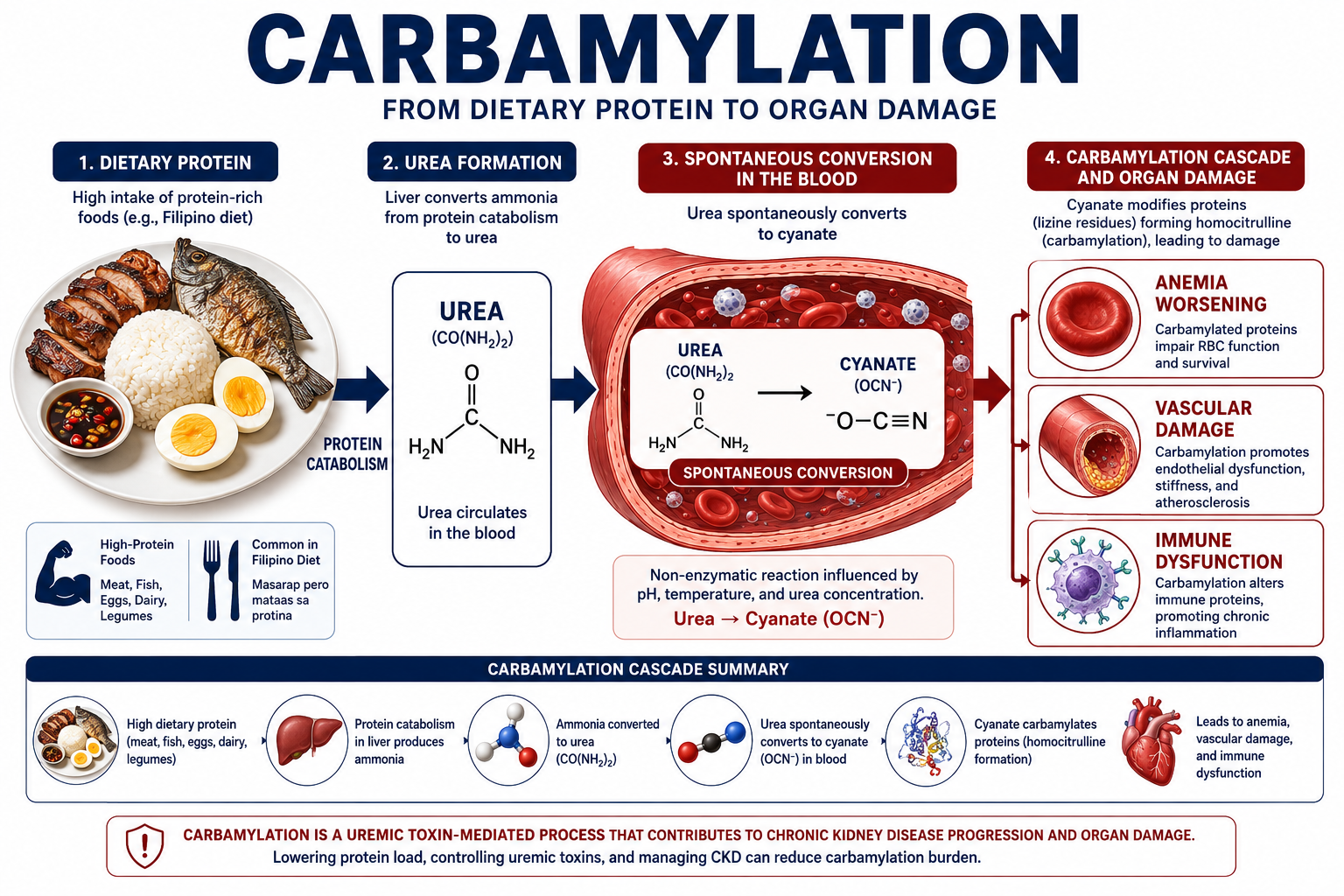 Carbamylation from dietary protein to organ damage — four-step infographic: high protein intake leads to urea formation, urea spontaneously converts to cyanate in the blood, cyanate carbamylates proteins causing anemia worsening, vascular damage, and immune dysfunction