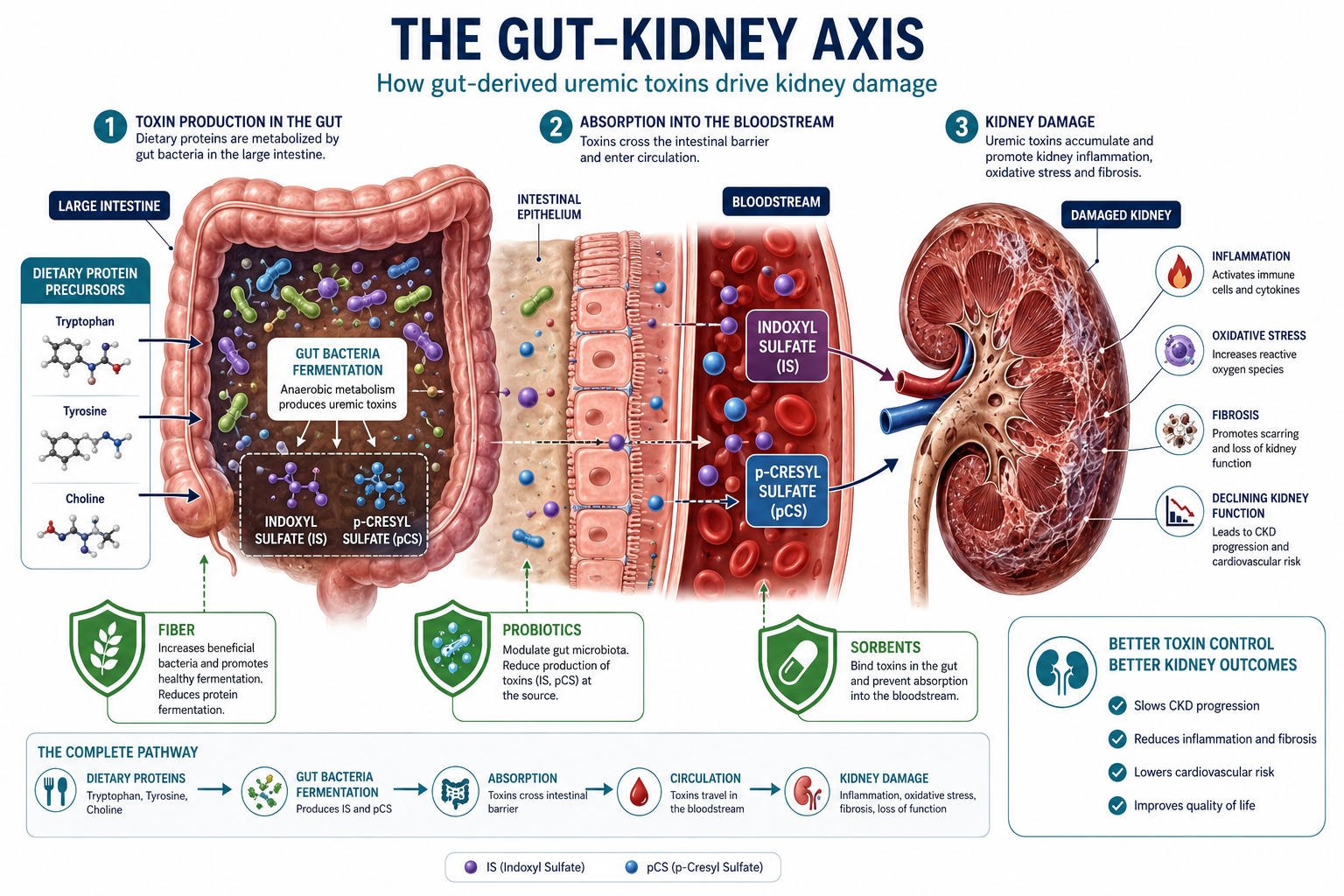 The gut-kidney axis — three-step infographic showing dietary proteins fermented by gut bacteria producing indoxyl sulfate and p-cresyl sulfate, which cross the intestinal epithelium into the bloodstream and accumulate in the damaged kidney