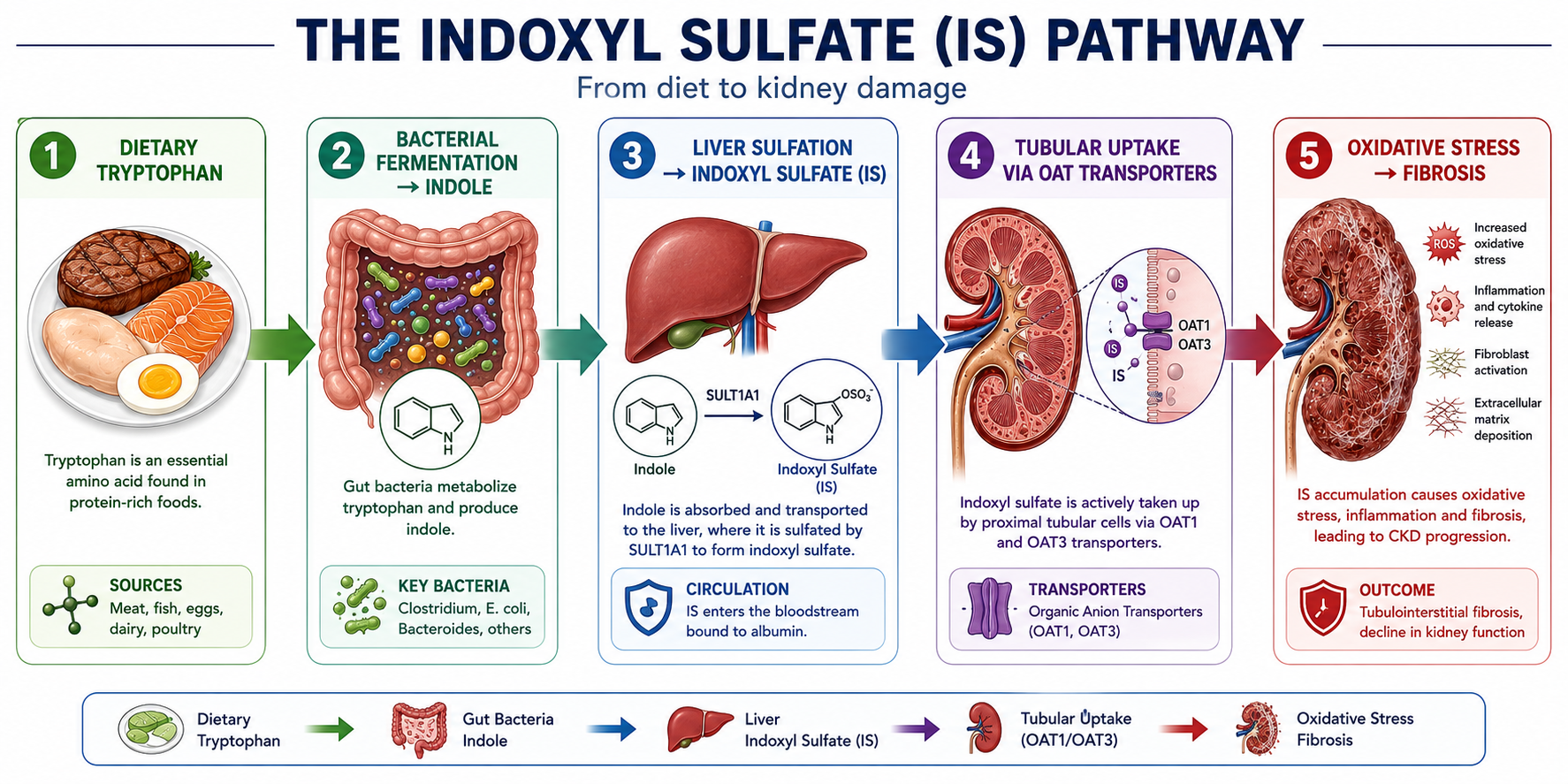 Indoxyl sulfate pathway — five-step flow from dietary tryptophan through gut bacterial fermentation to indole, liver sulfation to indoxyl sulfate, albumin binding in the bloodstream, and ultimately tubular oxidative stress and kidney fibrosis