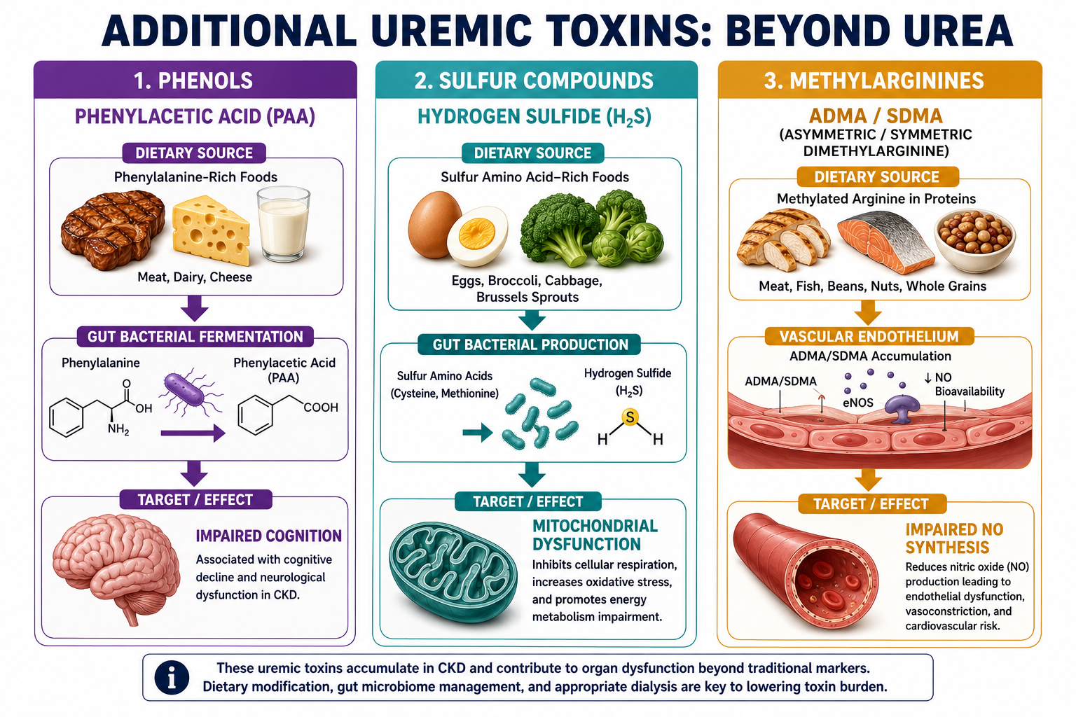 Additional uremic toxins beyond urea — three-column infographic: phenols (phenylacetic acid causing impaired cognition), sulfur compounds (hydrogen sulfide causing mitochondrial dysfunction), and methylarginines (ADMA/SDMA impairing nitric oxide synthesis and causing endothelial dysfunction)