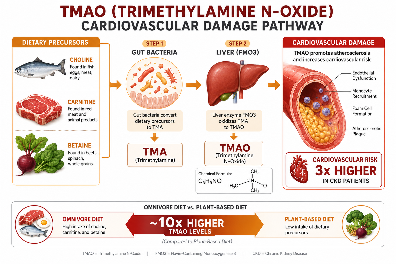 TMAO cardiovascular damage pathway — gut bacteria convert dietary choline, carnitine, and betaine to TMA, then liver FMO3 enzyme oxidizes TMA to TMAO, which promotes atherosclerosis and carries 3× higher cardiovascular risk in CKD patients